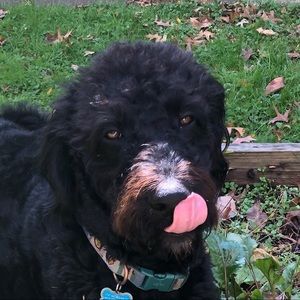 Meet your Posher, Mattie